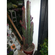 Cactus Euforbia Rubra Grande