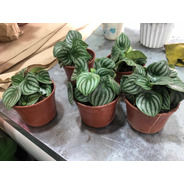 Peperomia Sandía M14